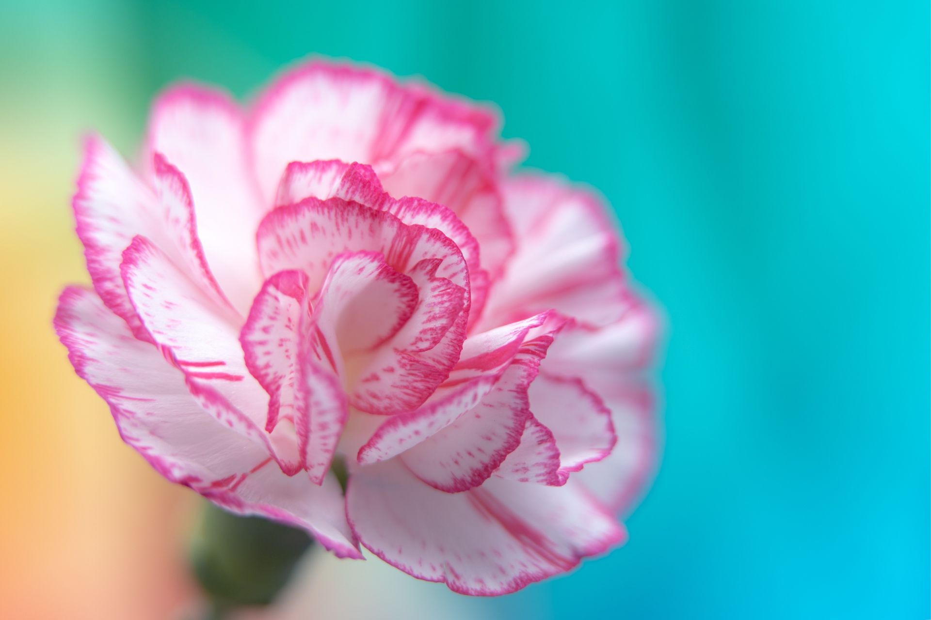 Hoa cẩm nhung mang lại đại cát cho người mệnh Hỏa, Thổ.