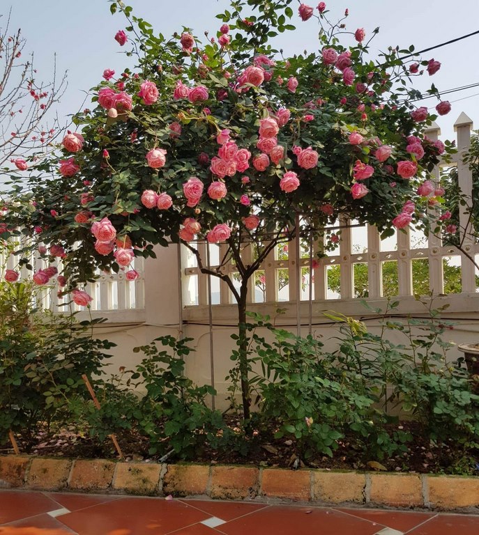Hoa hồng cổ