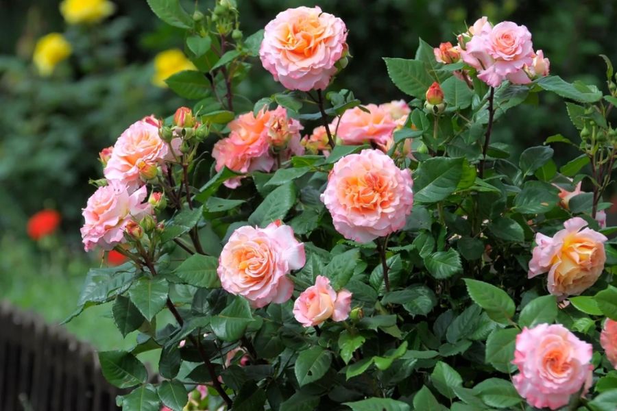 Hoa hồng Floribunda