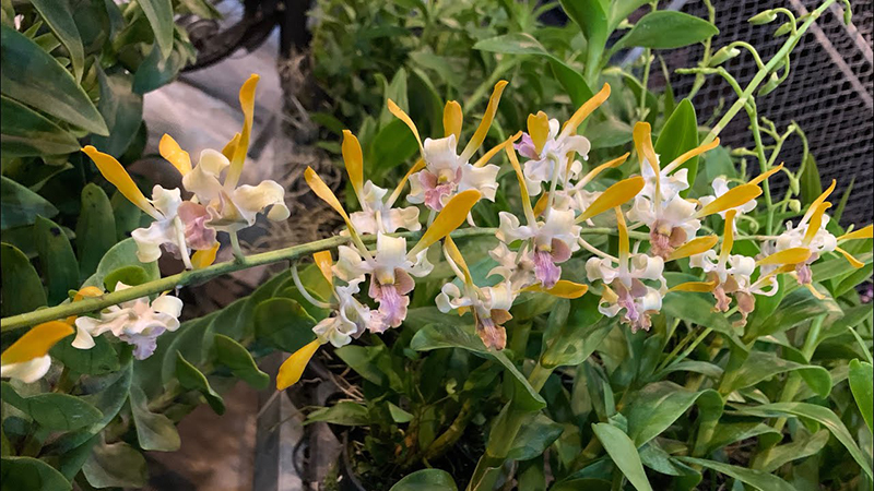 các loại hoa lan đẹp