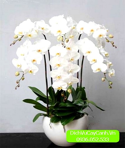 hoa Lan Hồ Điệp giá rẻ