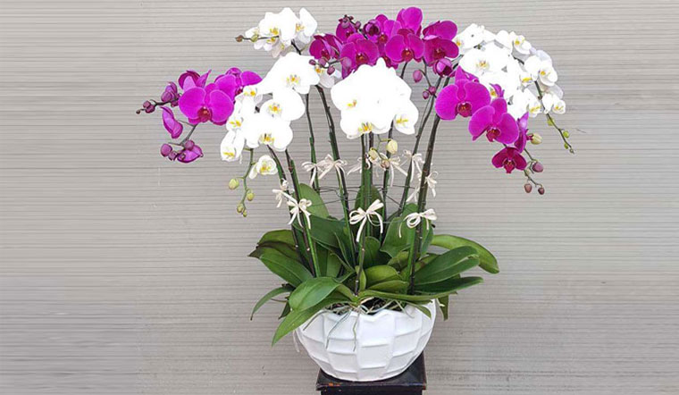 các loại hoa lan đẹp