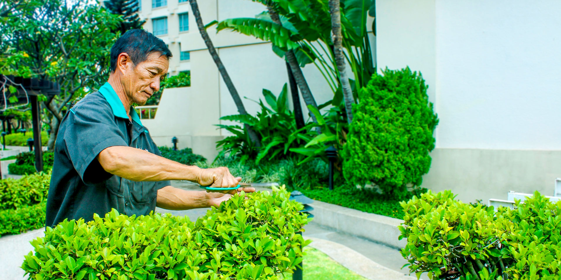 hợp đồng chăm sóc cây xanh