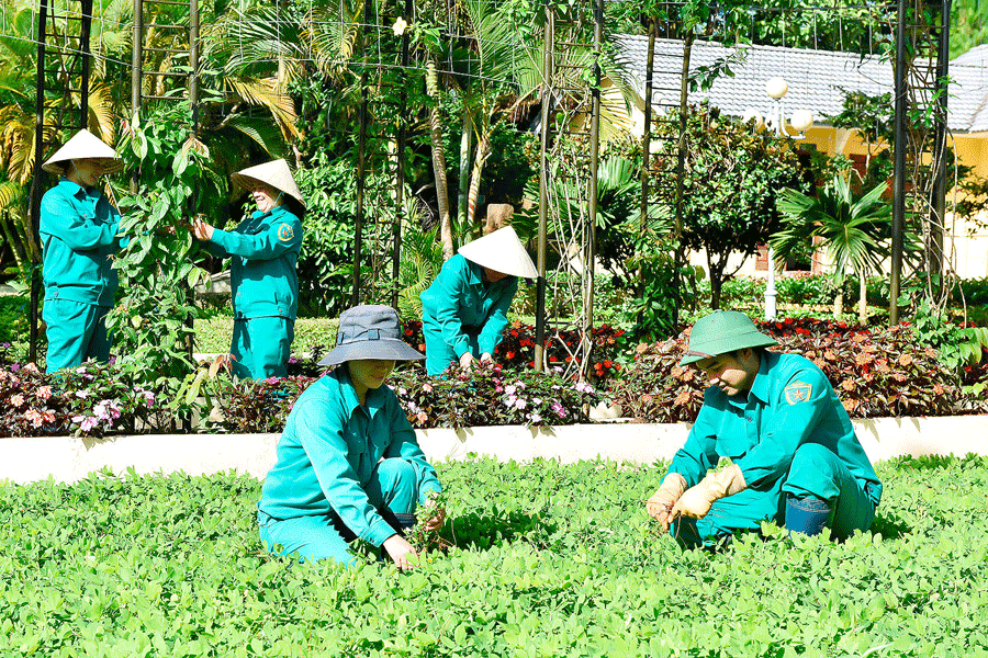 hợp đồng chăm sóc cây xanh