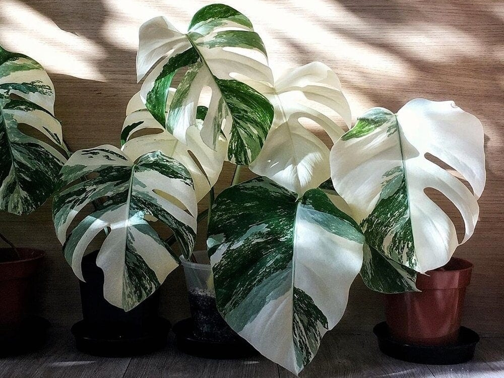 Cách chăm sóc Monstera giúp cây xanh tốt và phát triển khỏe mạnh.