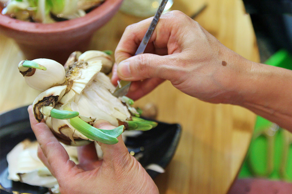 Gọt đúng kỹ thuật giúp định hình dáng củ đẹp và kích thích hoa nở đều, đúng thời điểm.