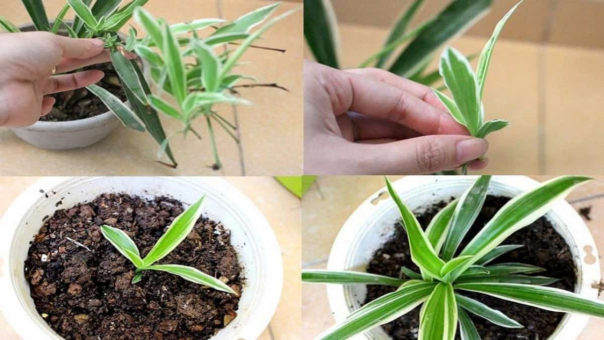 Hướng dẫn cách trồng cây dây nhện trong đất đơn giản, dễ thực hiện.