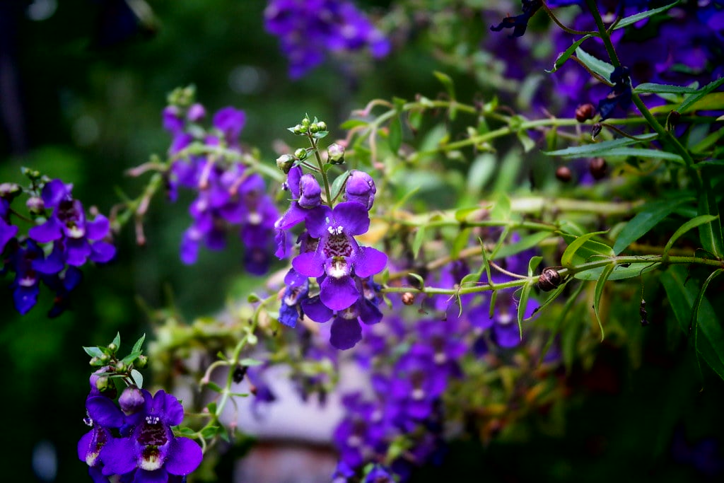 Cách trồng cây ngọc hân đơn giản, dễ thực hiện ngay tại nhà.