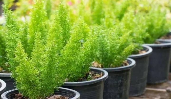 Hướng dẫn trồng cây tùng đuôi chồn tại nhà đơn giản, dễ thực hiện.