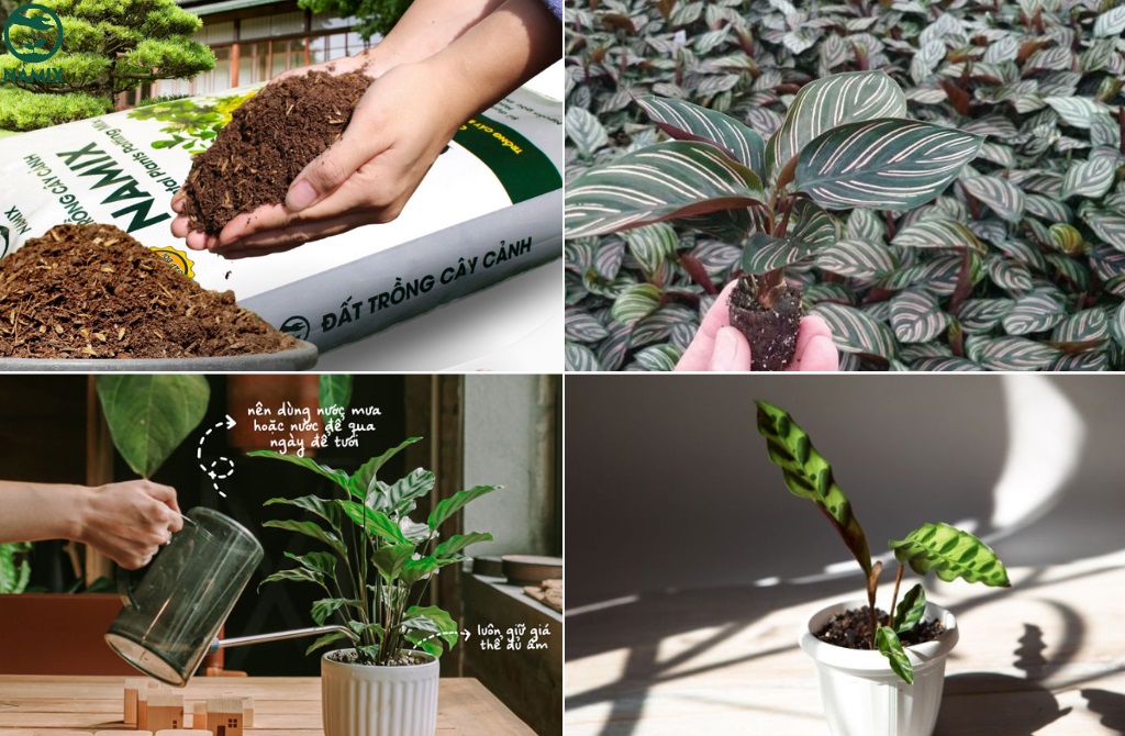 Hướng dẫn trồng cây đuôi công tại nhà giúp cây xanh mượt và phát triển khỏe mạnh.