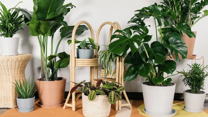 Phương pháp trồng, bón phân và phòng trừ sâu bệnh cho cây thanh lam.