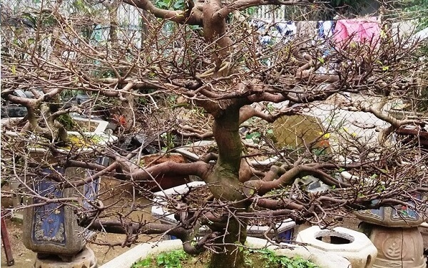 Nắm vững kỹ thuật uốn nắn để tạo thế mai vàng đẹp và chuẩn nghệ nhân.