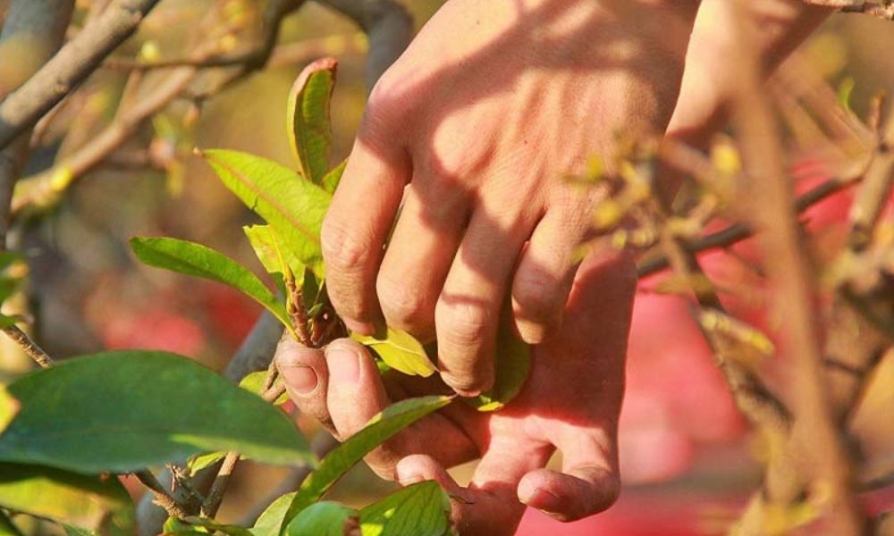 Tại sao phải lặt lá mai vào dịp cuối năm?