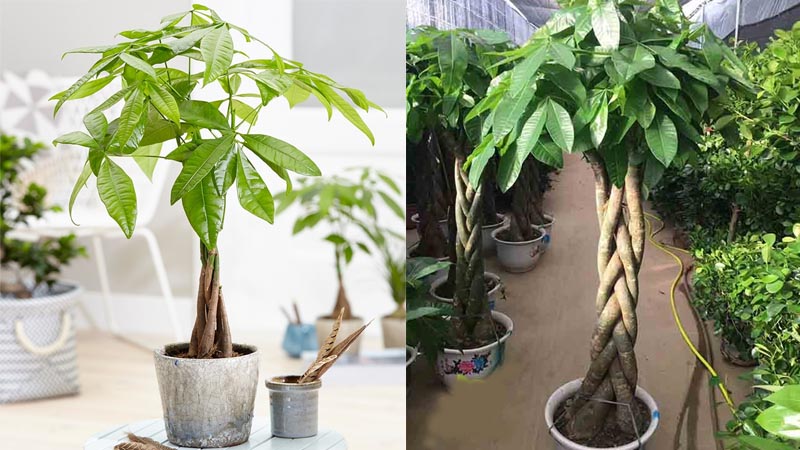 Cách chọn cây kim ngân đẹp 