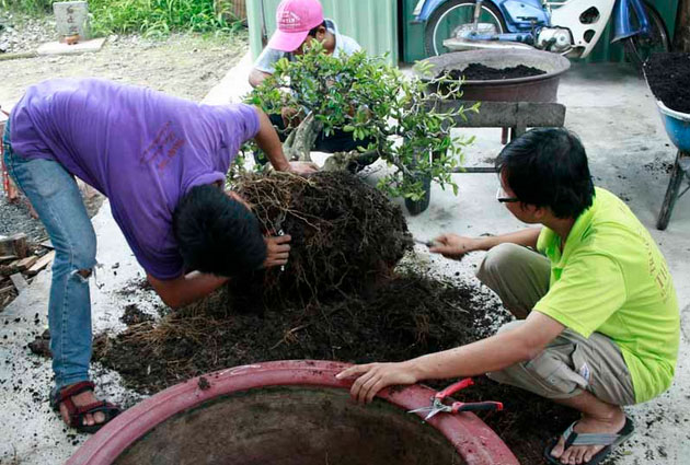 kỹ thuật chăm sóc mai sau Tết