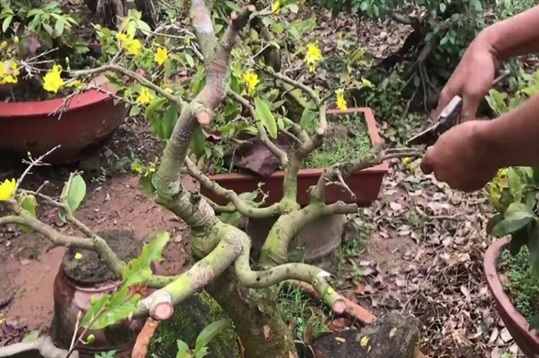 kỹ thuật chăm sóc mai sau Tết