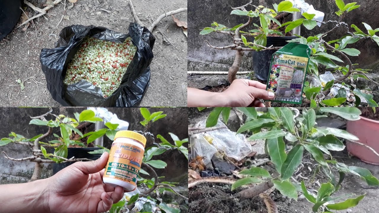 kỹ thuật chăm sóc mai sau Tết