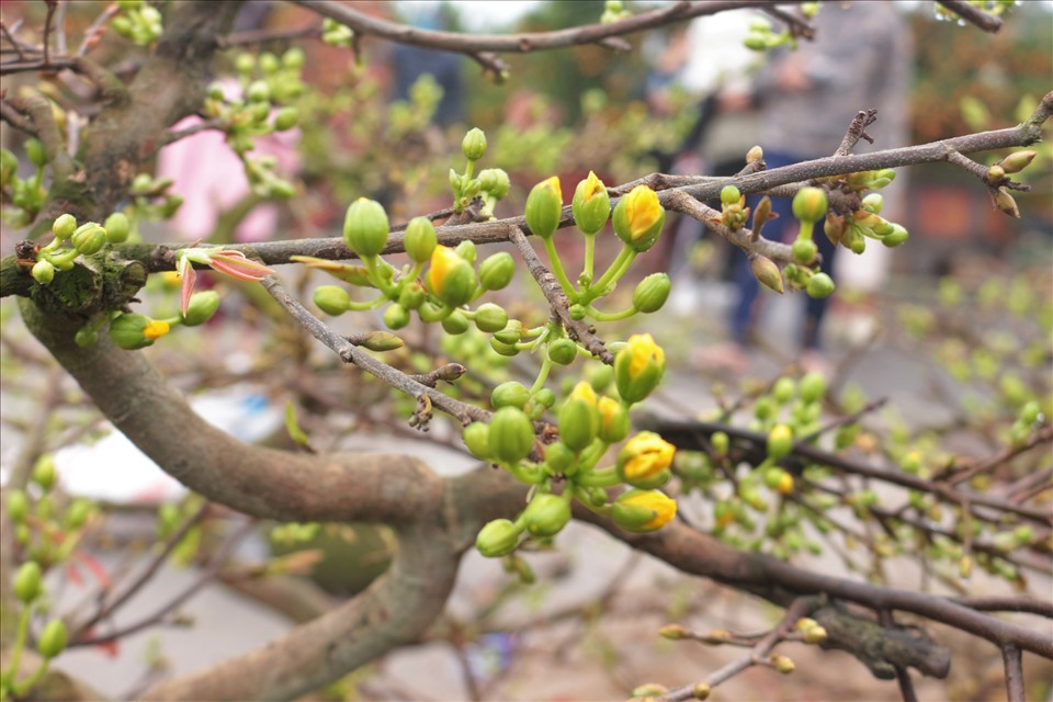 kỹ thuật chăm sóc mai sau Tết