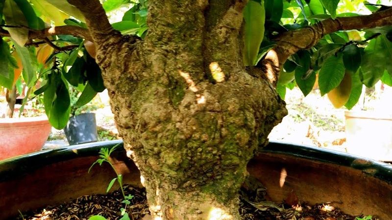 Khắc gốc giúp tạo vỏ xù tự nhiên và vẻ cổ kính cho cây mai.