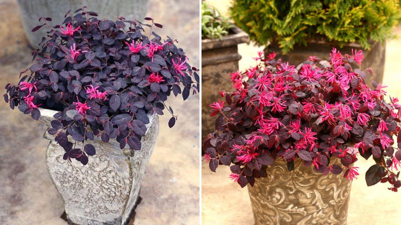 Kỹ thuật nhân giống và trồng cây hồng phụng tại nhà giúp cây nhanh ra rễ, phát triển khỏe mạnh.