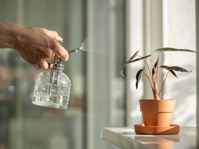 Trồng đúng kỹ thuật giúp lá cây môn quan âm xanh đẹp và khỏe mạnh.