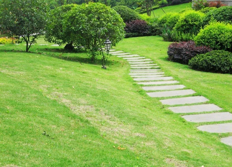 Hướng dẫn chăm sóc cỏ lông heo