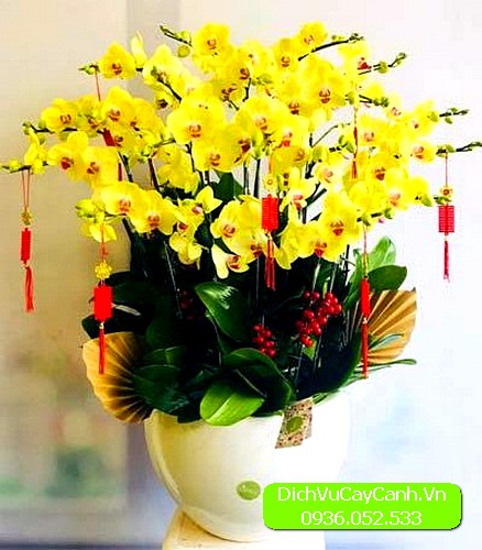 Lan Hồ Điệp quận 1