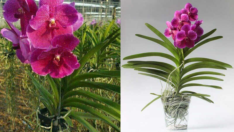 các loại hoa lan đẹp