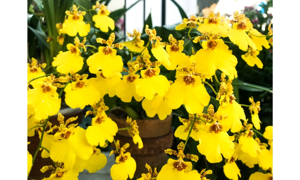 các loại hoa lan đẹp