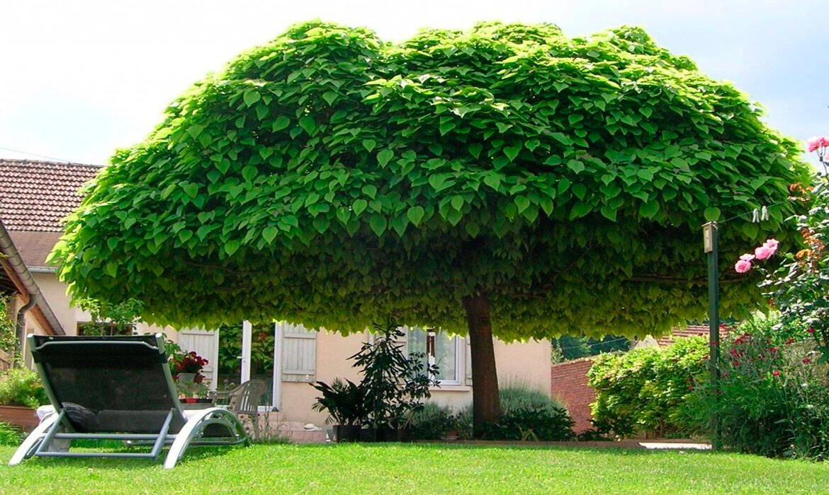 Trồng cây bóng mát trước nhà giúp che nắng, lọc không khí và làm đẹp không gian sống.