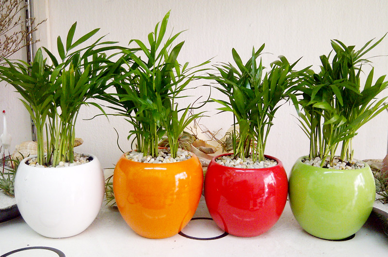  Cây dừa cảnh để bàn là gì?