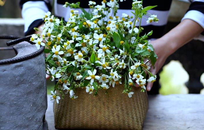 Hoa Xuyến Chi được dùng trong nhiều bài thuốc chữa bệnh phổ biến.