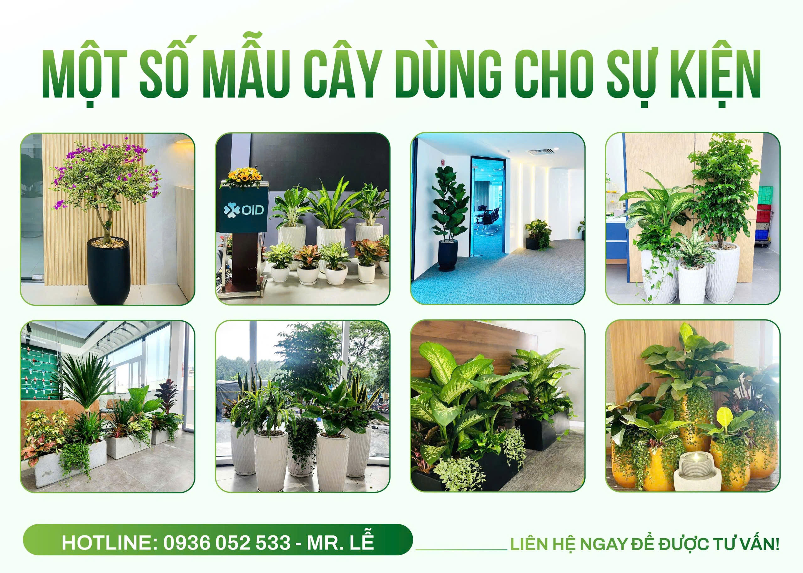 Dịch vụ cho thuê cây cảnh Đại Phú