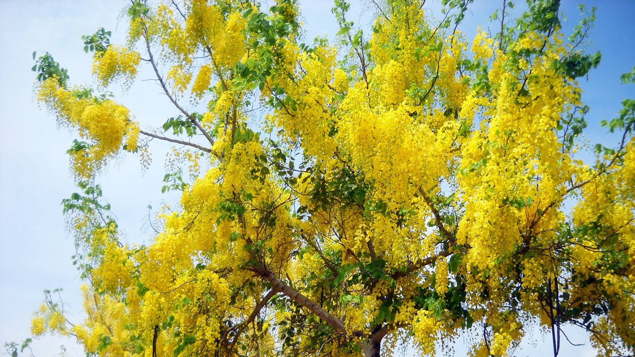 Muồng hoàng yến là cây thân gỗ nổi bật với những chùm hoa vàng rực rỡ.