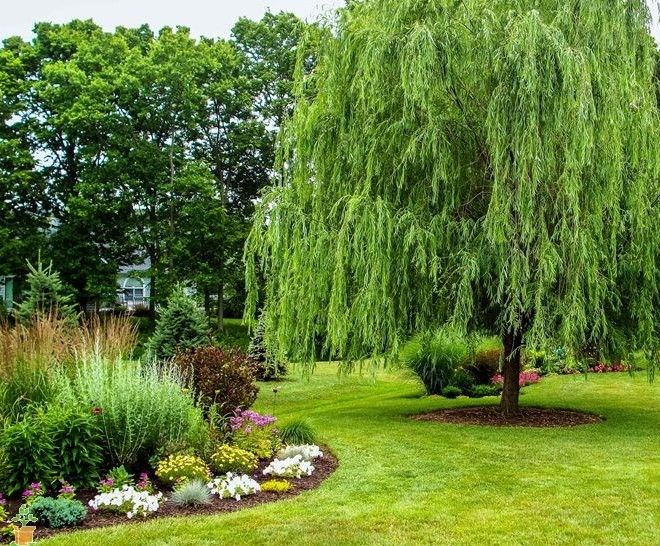 nên trồng cây gì trong sân vườn