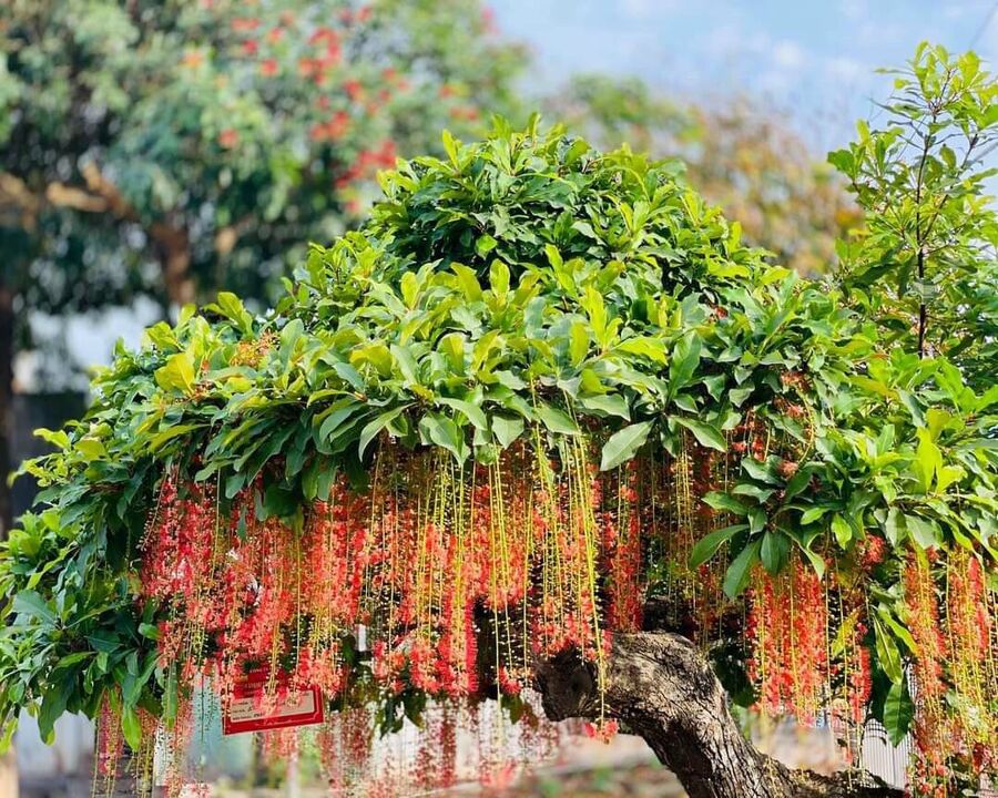 nên trồng cây gì trong sân vườn