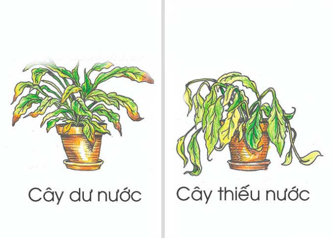 Nguyên nhân cây bị héo lá