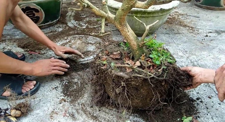 Đất chai cứng, thoát nước kém khiến rễ cây dễ bị úng và suy yếu.