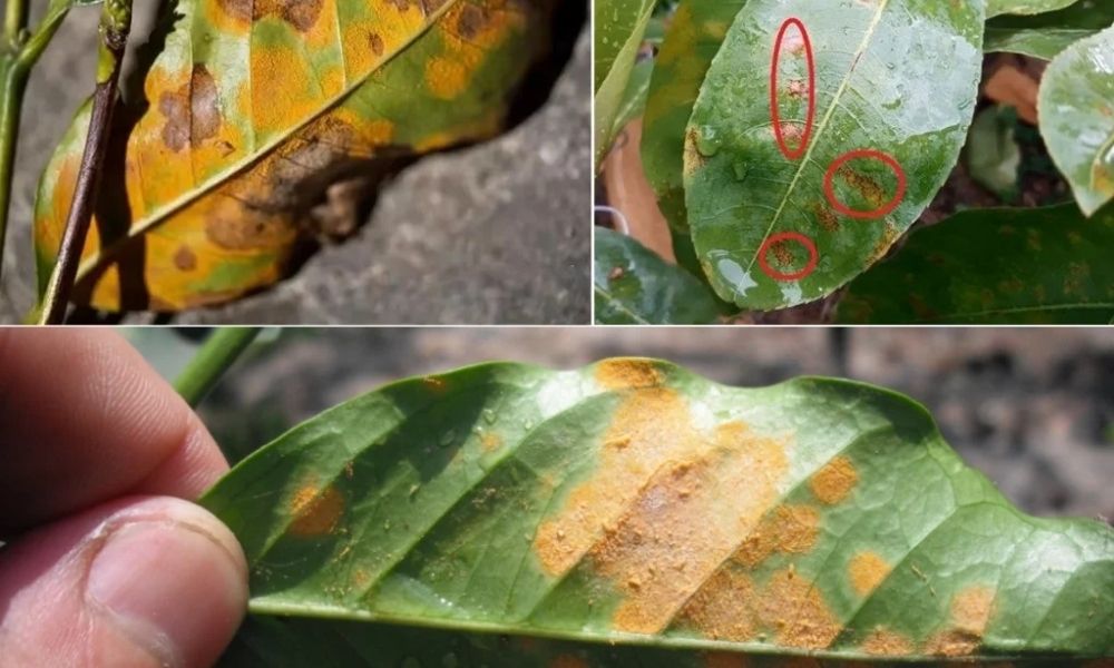 Sâu bệnh và nấm khuẩn là nguyên nhân khiến cây mai nhanh chóng suy kiệt.