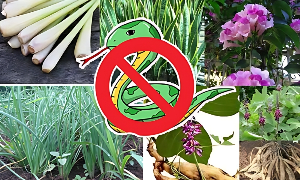 Những điều cần biết để trồng cây đuổi rắn hiệu quả và an toàn.