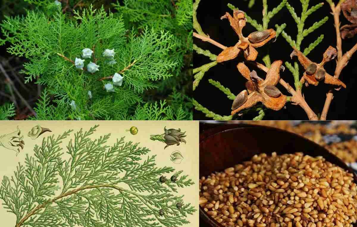Những lưu ý cần biết để sử dụng trắc bách diệp an toàn và hiệu quả.