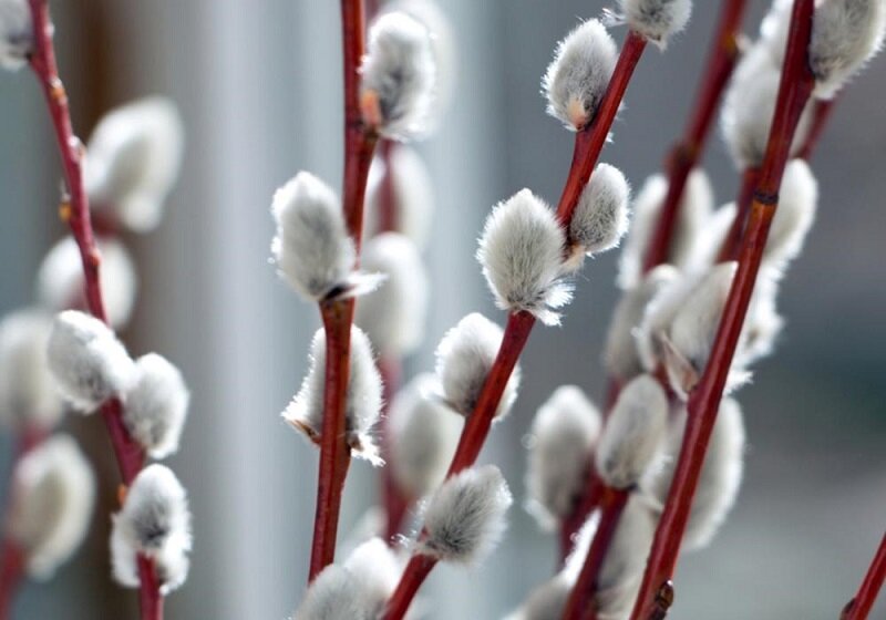 Nụ tầm xuân để được bao lâu