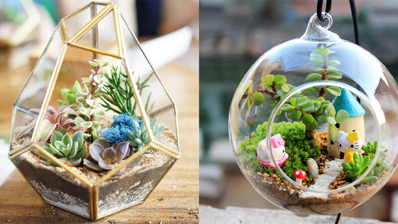 Phân loại bể terrarium giúp lựa chọn kiểu bể phù hợp với cây trồng và điều kiện chăm sóc.