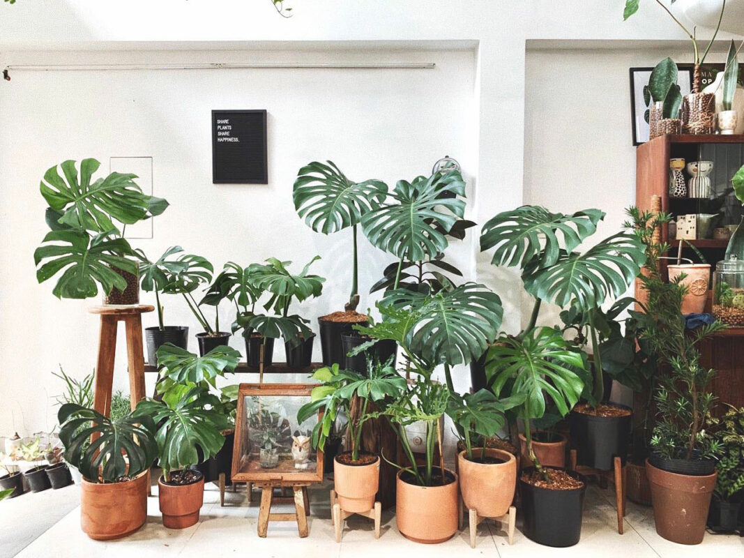 Monstera có nhiều giống phổ biến với hình dáng và màu lá đa dạng.