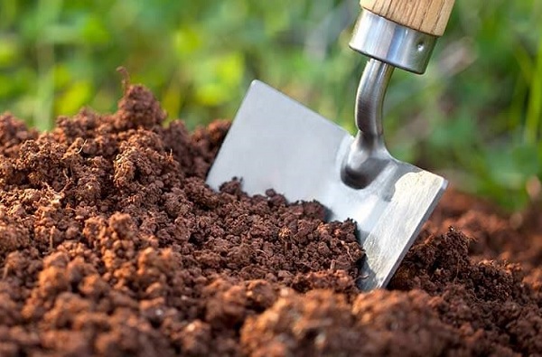 Trồng xuống đất giúp gốc mai phát triển nhanh và khỏe hơn.