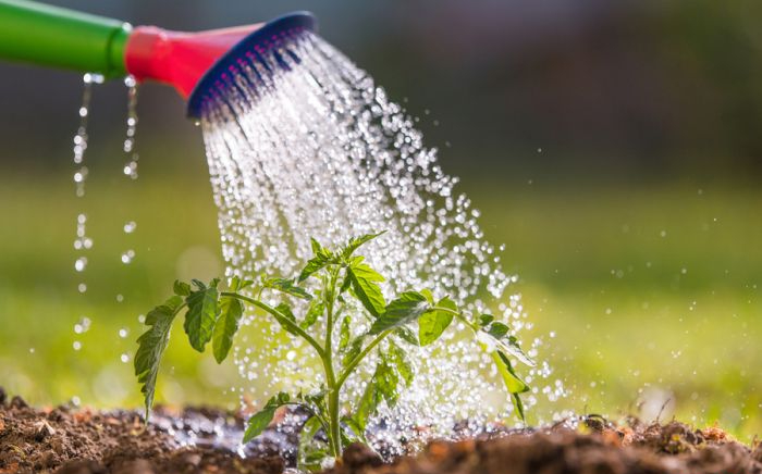 Tưới nước đúng kỹ thuật để cây luôn khỏe mạnh.