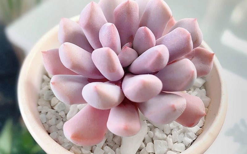 Các loại sen đá