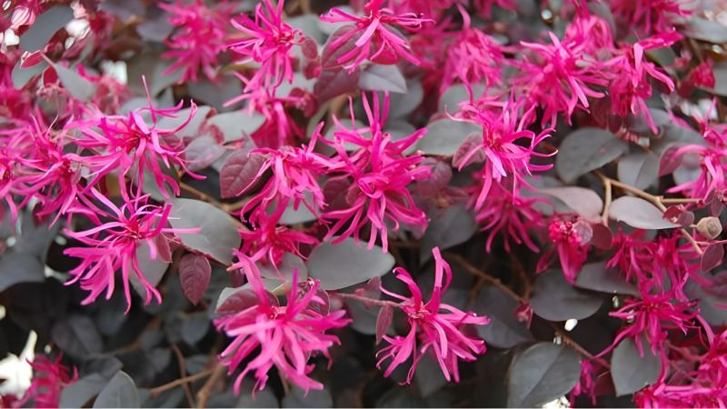 Cây hồng phụng mang ý nghĩa phong thủy may mắn và giá trị thẩm mỹ trong đời sống.