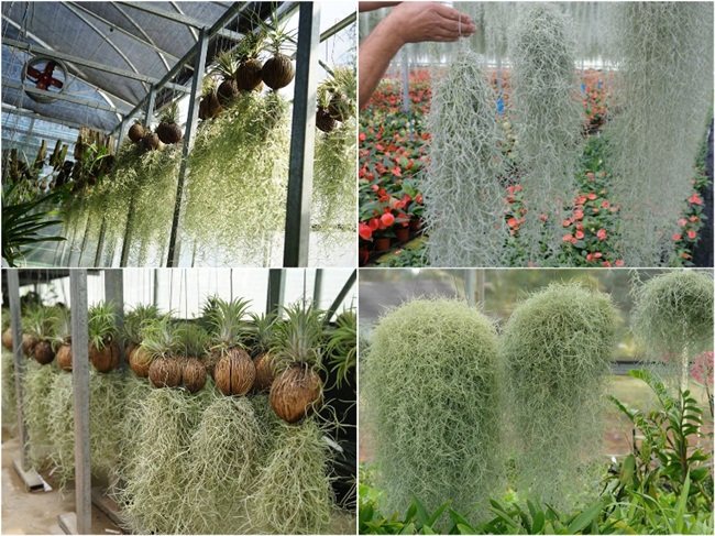 Tác dụng của cây không khí Tóc Tiên