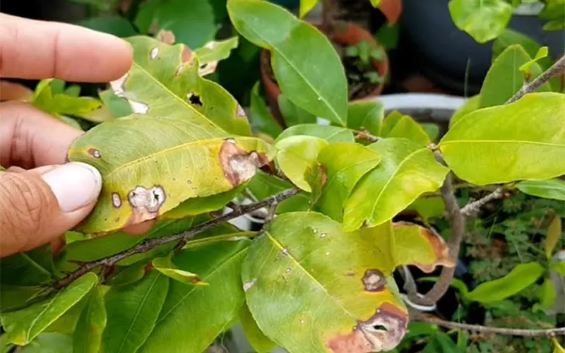 Tác hại nghiêm trọng của bệnh đốm lá mai vàng